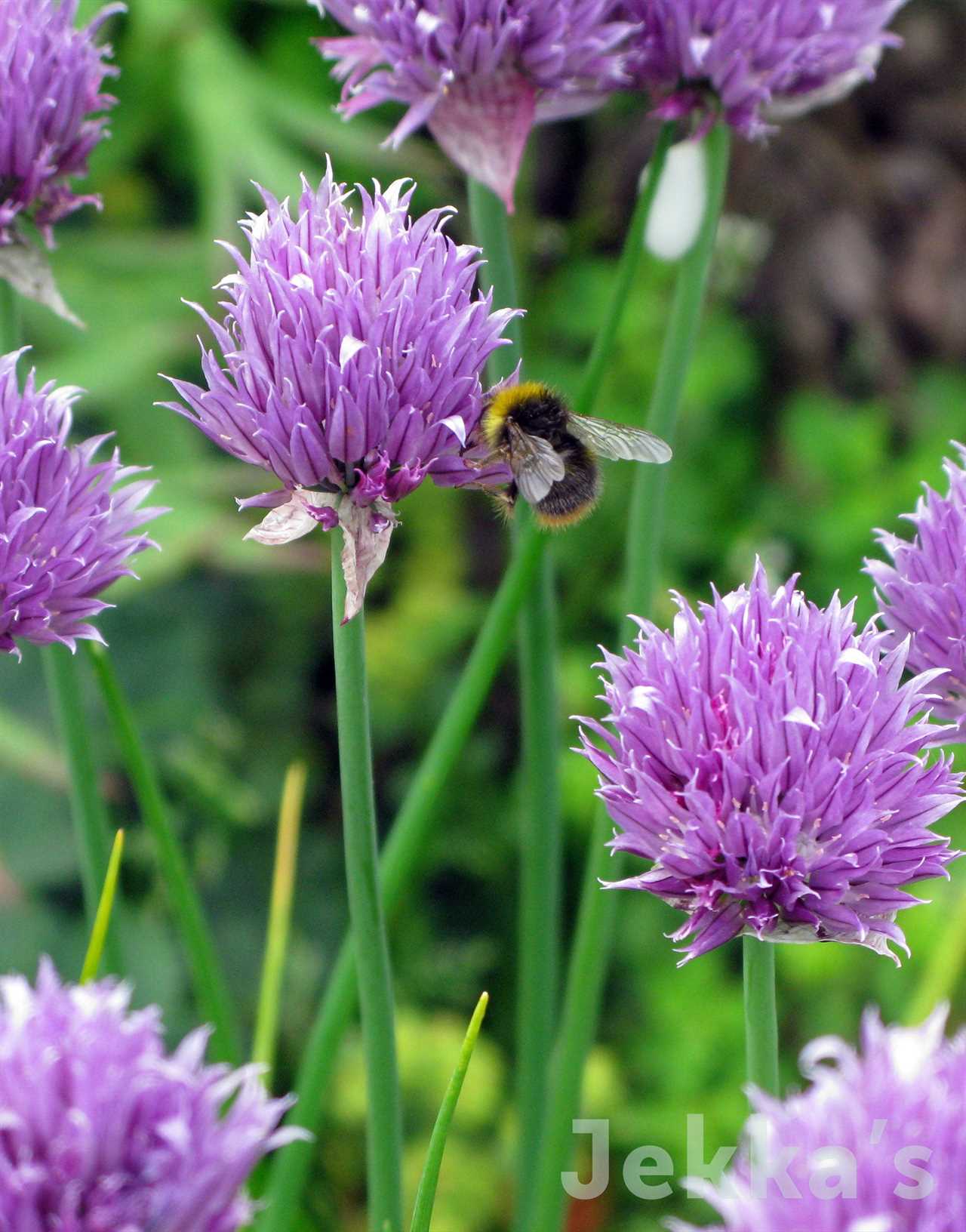 Marcus Wareing's Herb Kitchen Garden