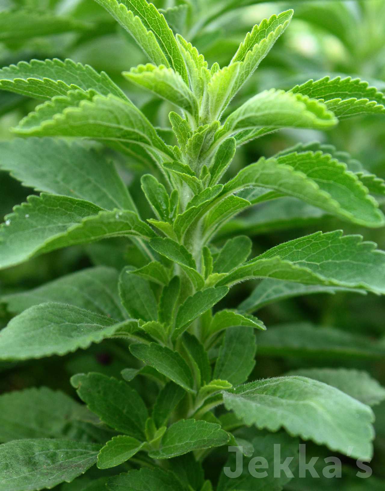 Marcus Wareing's Herb Kitchen Garden