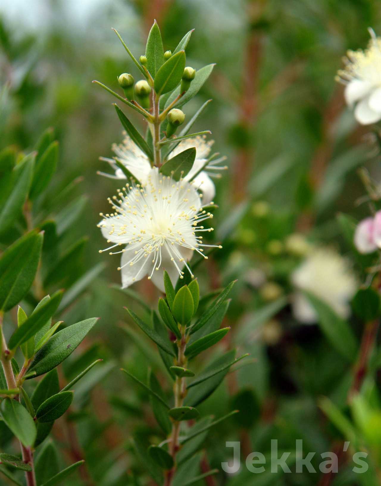 Marcus Wareing's Herb Kitchen Garden