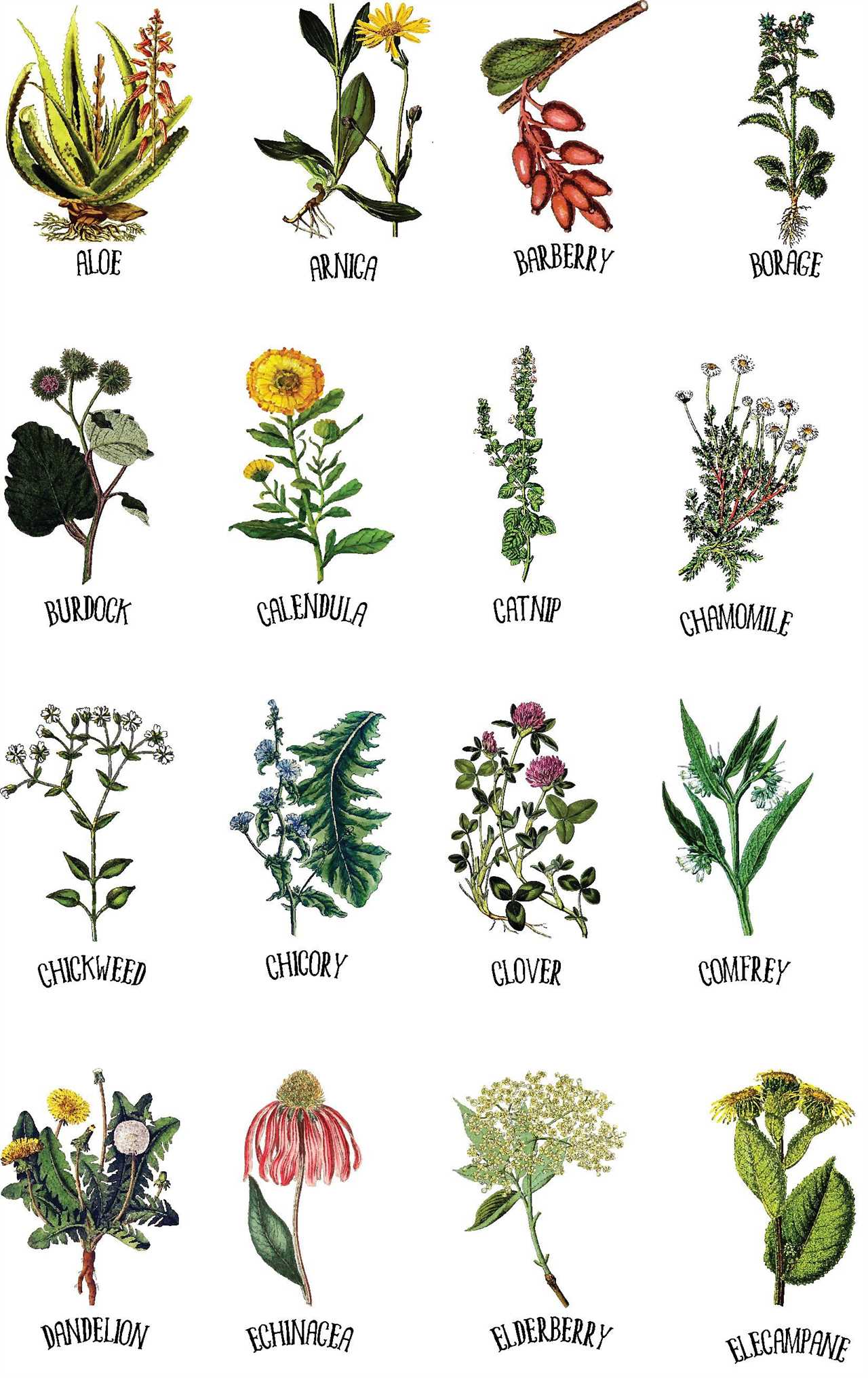 My Top Medicinal Herbs