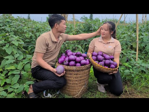 Husband and wife go together, Harvest eggplant garden go to the market sell - Luu Linh's family