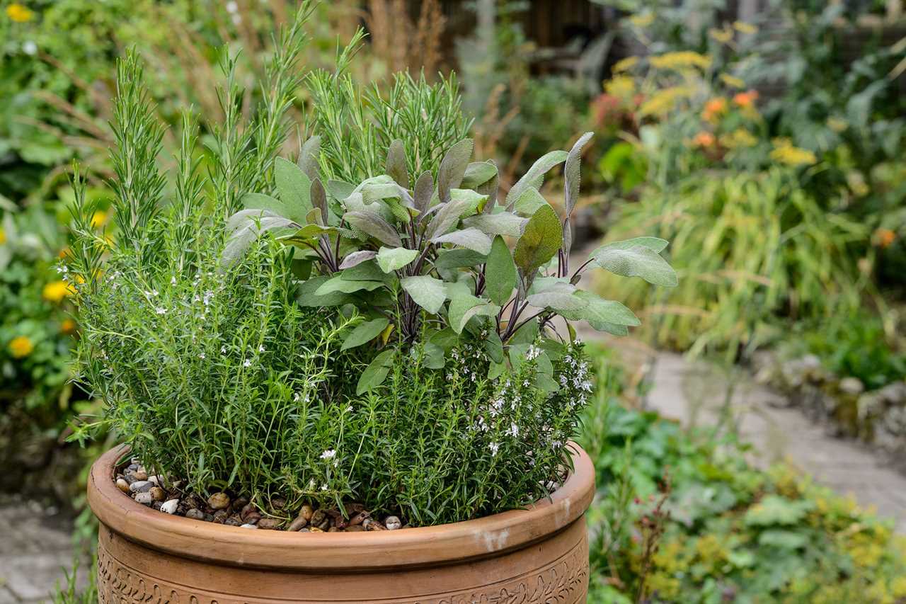 Planting Herbs in Containers: Oregano, Chives, Thyme, Mints, Basil, Sage, Rosemary, Lavender