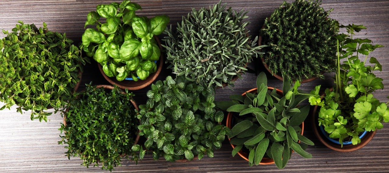 Top 5 Herbs To Grow Indoors