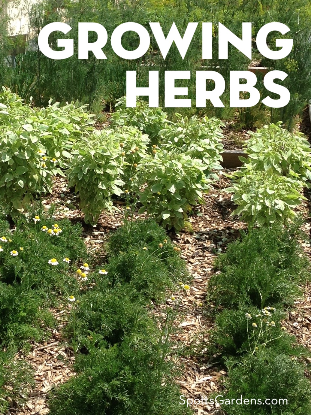 How to Plant a Culinary Herb Garden! DIY Kitchen Garden