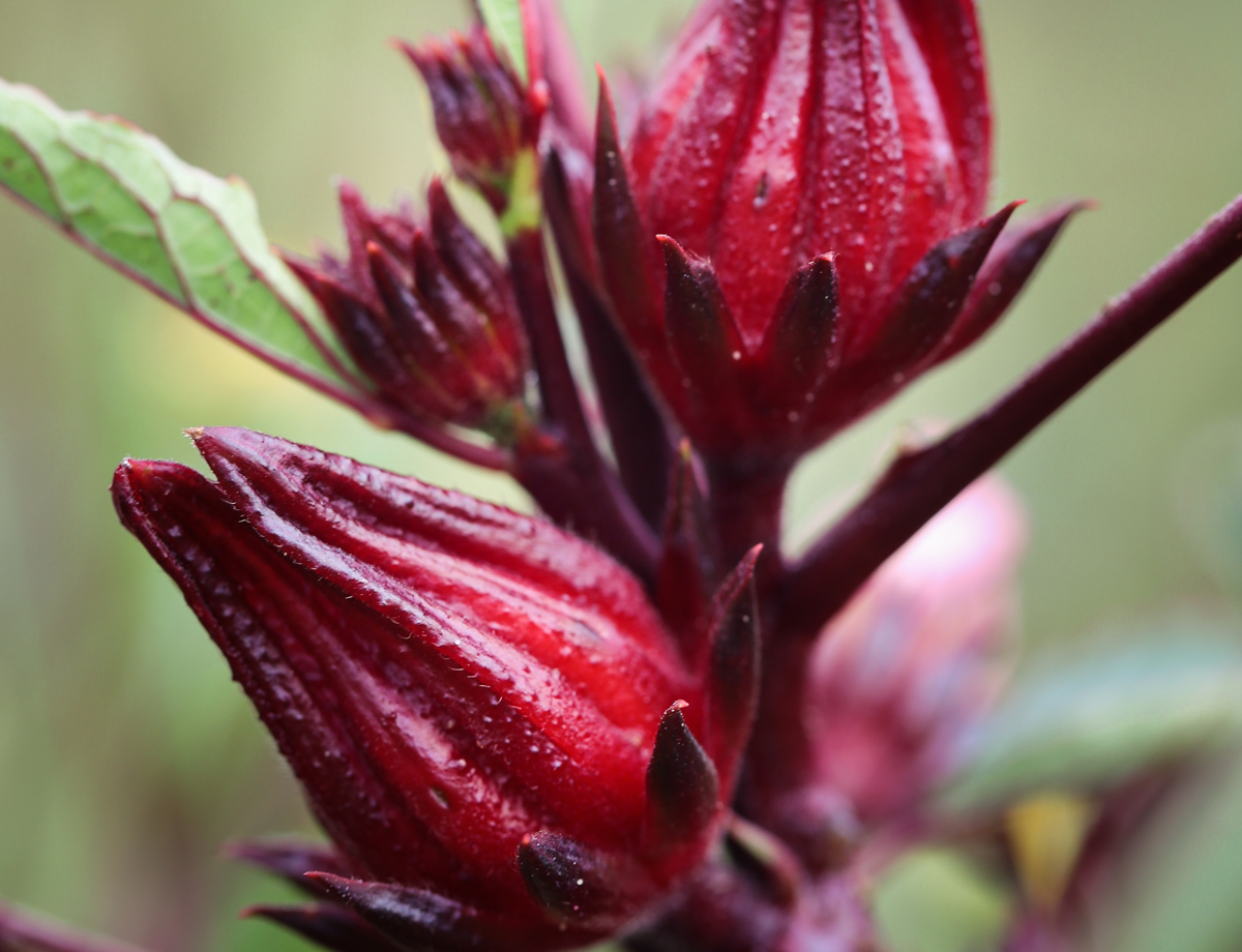 Thai Red Roselle hibiscus.