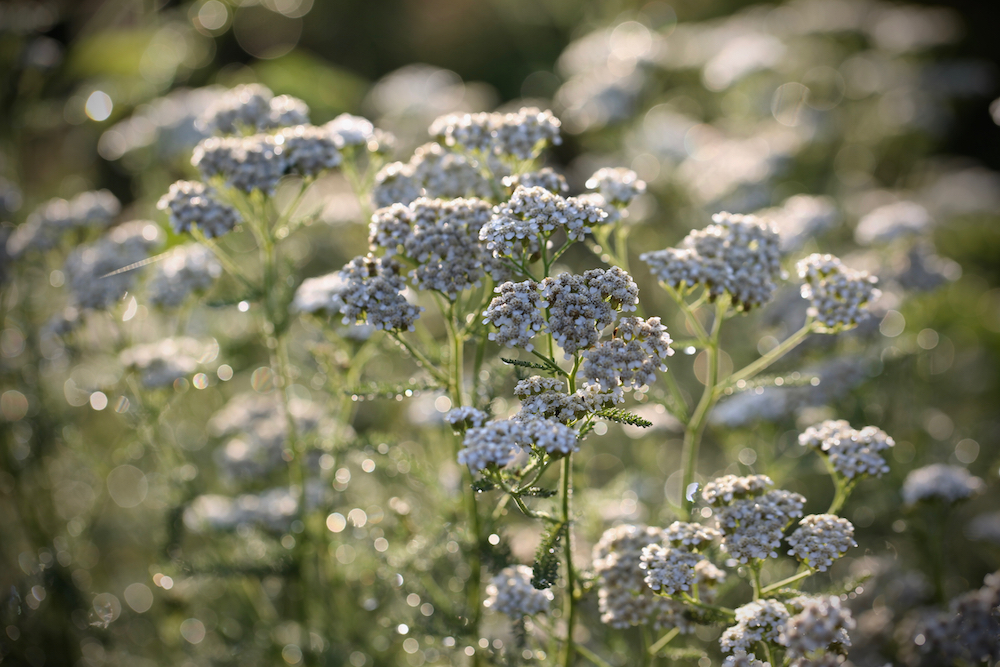 A patch of yarrow.