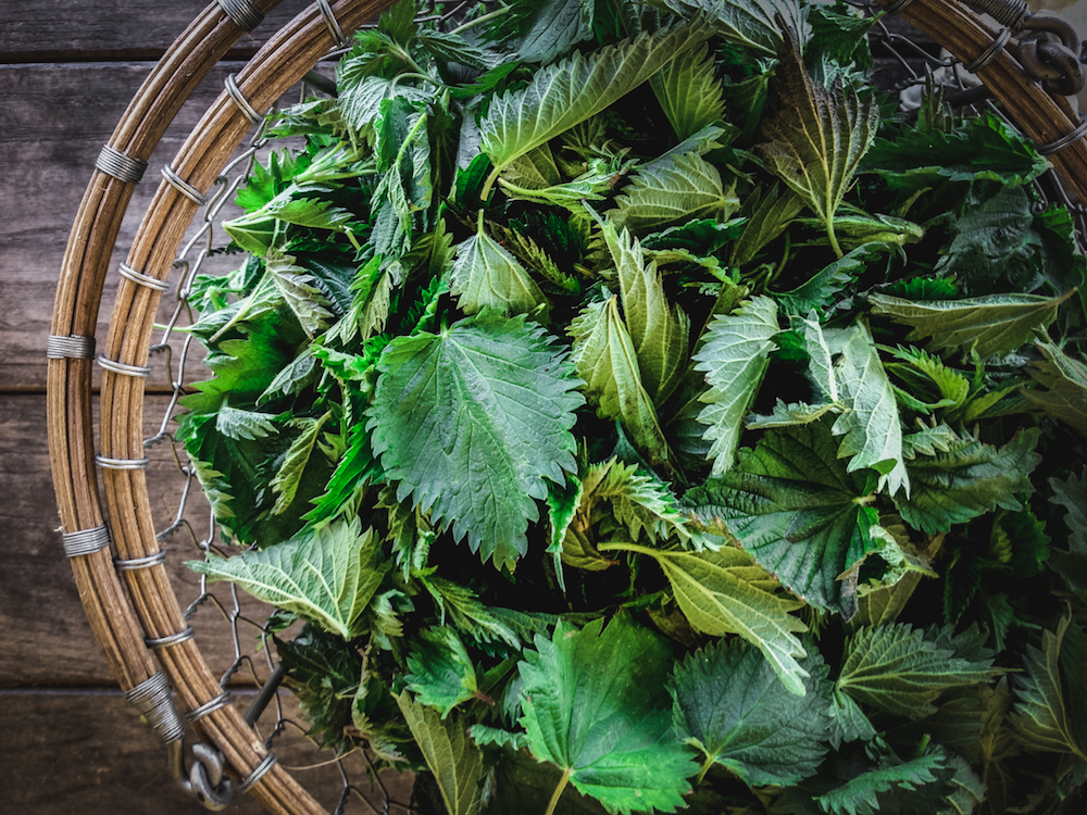 Stinging nettles harvest.