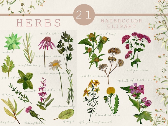 Creating An Apothecary From The Garden / Homesteading / Herbal Medicine Herbs