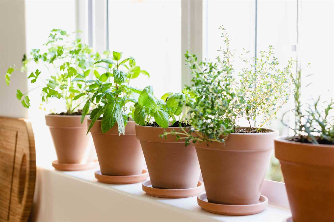 10 herbs that grow easily in pots #Shorts