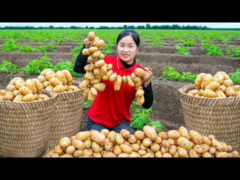 Harvest POTATO garden goes to the market sell - Cooking | Ella Daily Life
