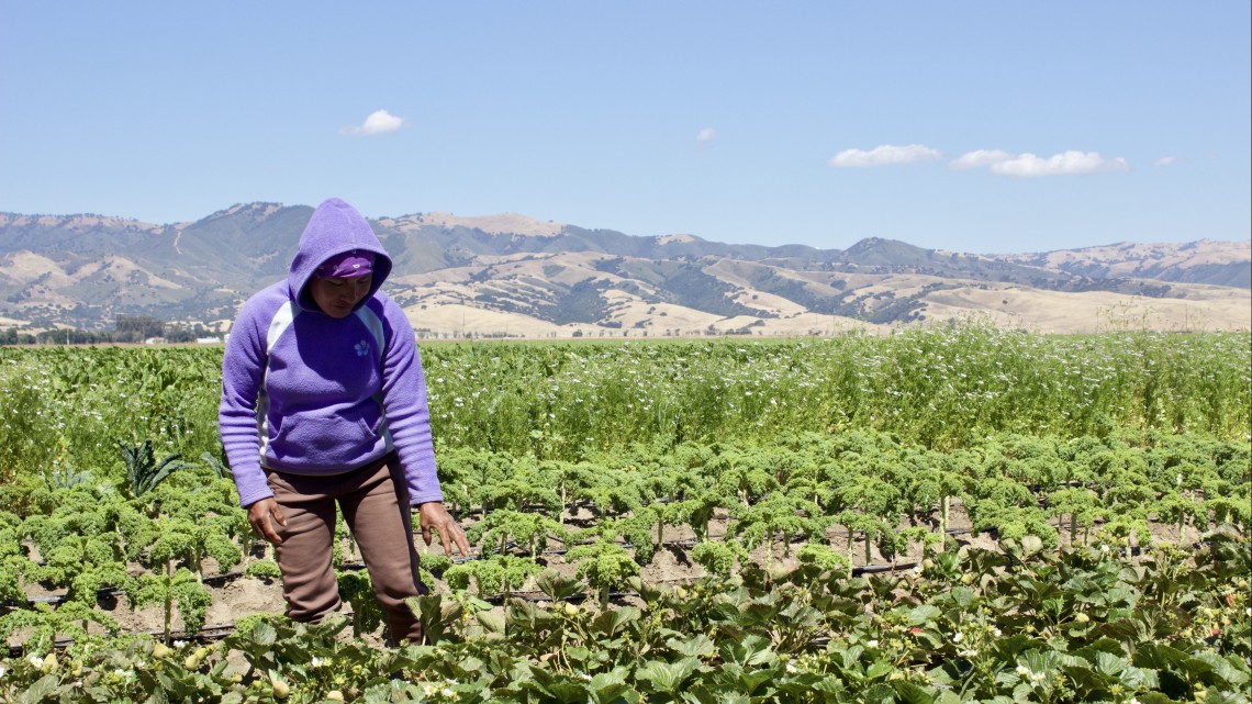 Farming Forward: The value of a Grazing Mentorship Program