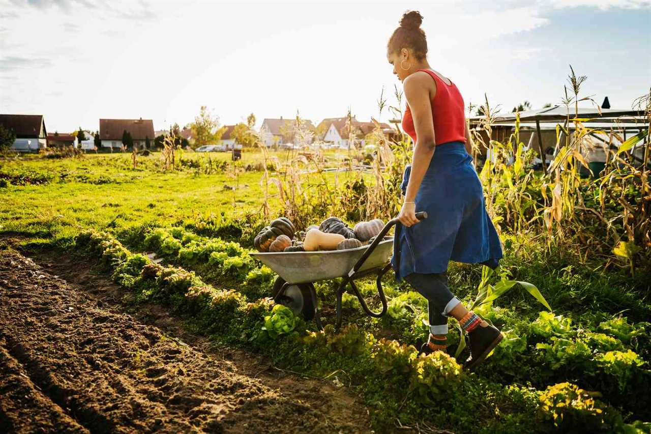 Where to find your fresh herbs in Ghana -BAFF Organic Farm and Agrotech