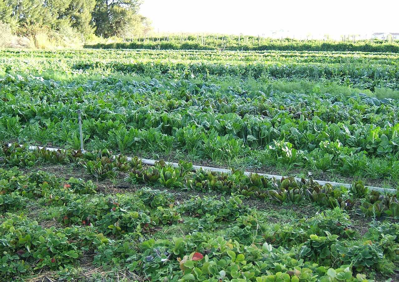 How I’m making six figures a year farming 1 acre