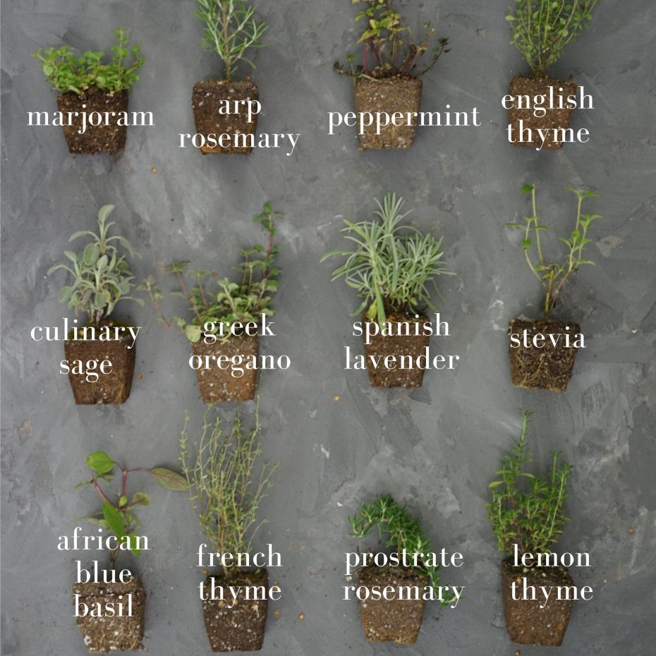 Peat Pots are Problematic for Starting Seeds - Don't Use Them: Here are the Issues!