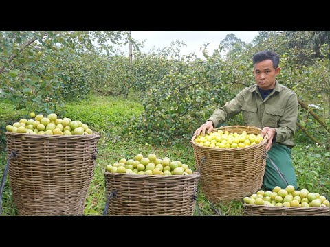 Taking care of the mother cow after giving birth, harvesting apples to sell at the market 142