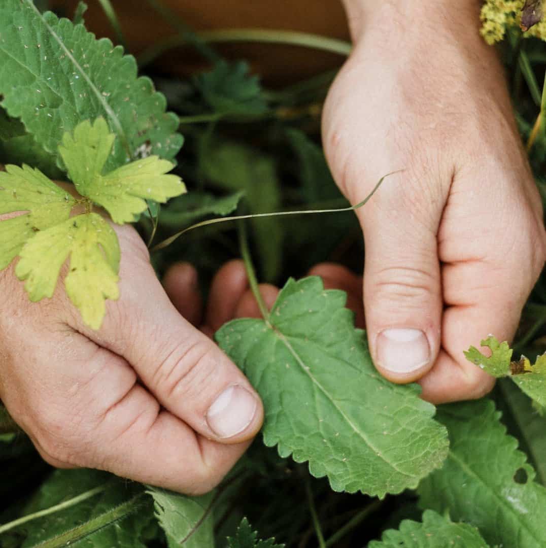 Integrative Global Herbalism