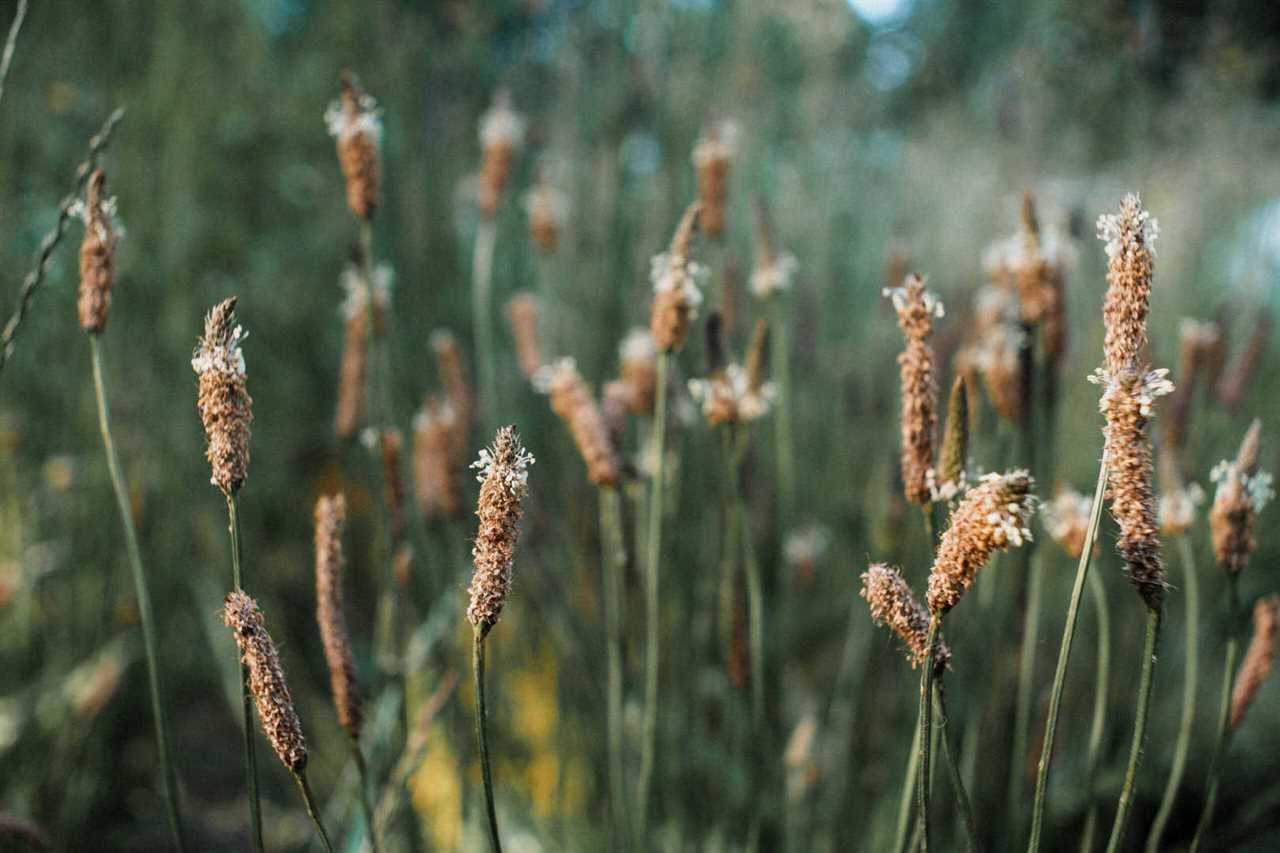 Integrative Global Herbalism