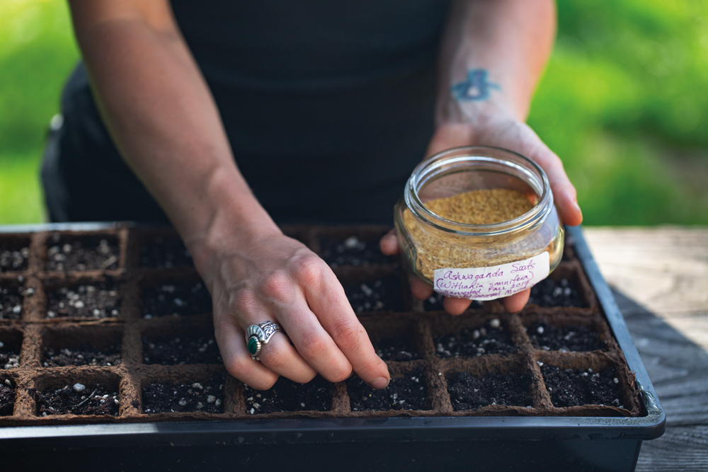 Surface sowing ashwagandha seeds.