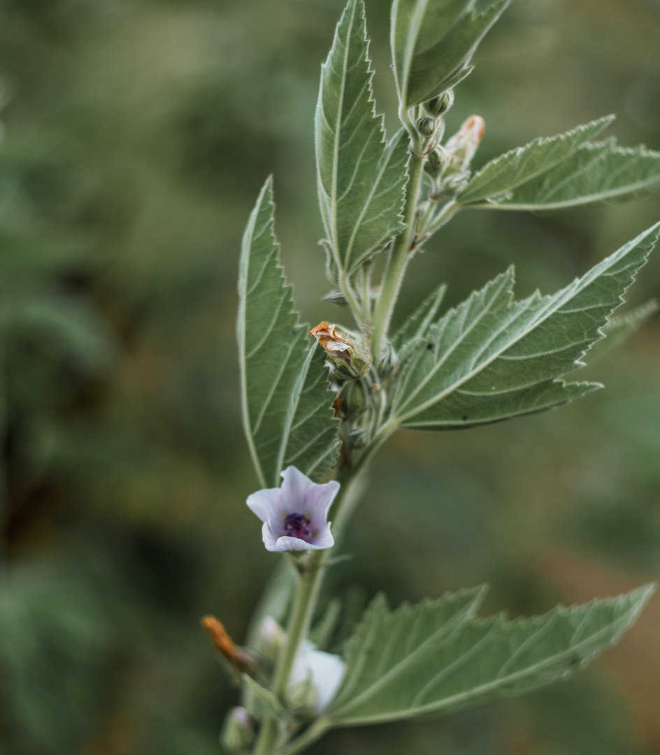 Working with the Whole Plant