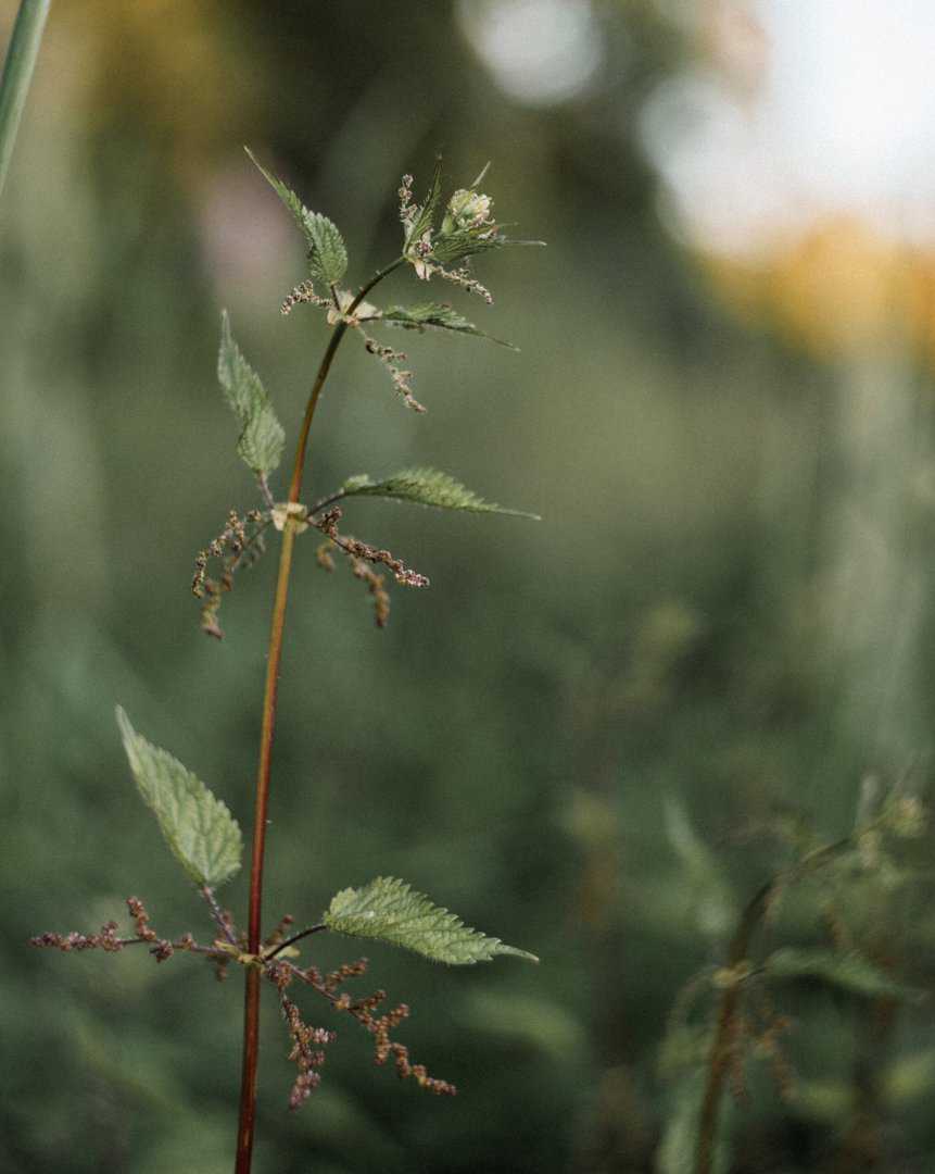 Working with the Whole Plant