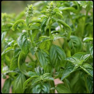 Basil (Ocimum basilicum, Lamiaceae).