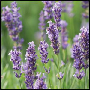 Lavender (Lavandula angustifolia).