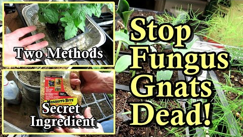 Photo inspiration: Gallery Detail: Kill Fungus Gnats In Your Seed Starts Transplants