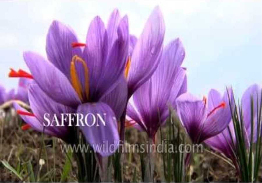 Saffron - the world's most expensive spice!