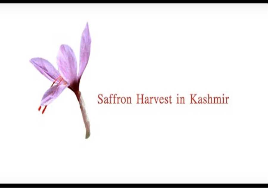 The story of Saffron Harvest in Kashmir : short film